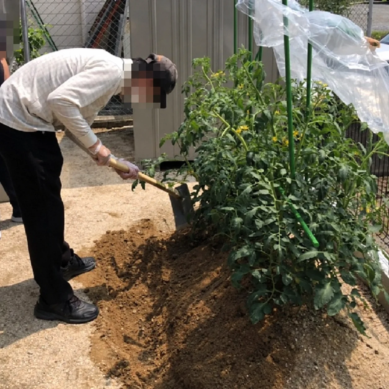 ふうりんの畑での野菜づくり